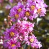 SN FLOWERING COLLECTION Crape Myrtle - Black Diamond Lavender Lace