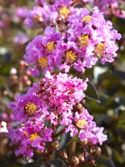 SN FLOWERING COLLECTION Crape Myrtle - Black Diamond Lavender Lace