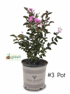 SN FLOWERING COLLECTION Crape Myrtle - Black Diamond Lavender Lace