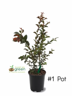 SN FLOWERING COLLECTION Crape Myrtle - Black Diamond Lavender Lace