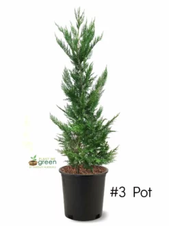 SN Cypress - Leyland