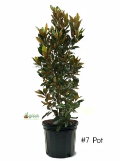 SN Magnolia - Little Gem (Southern)