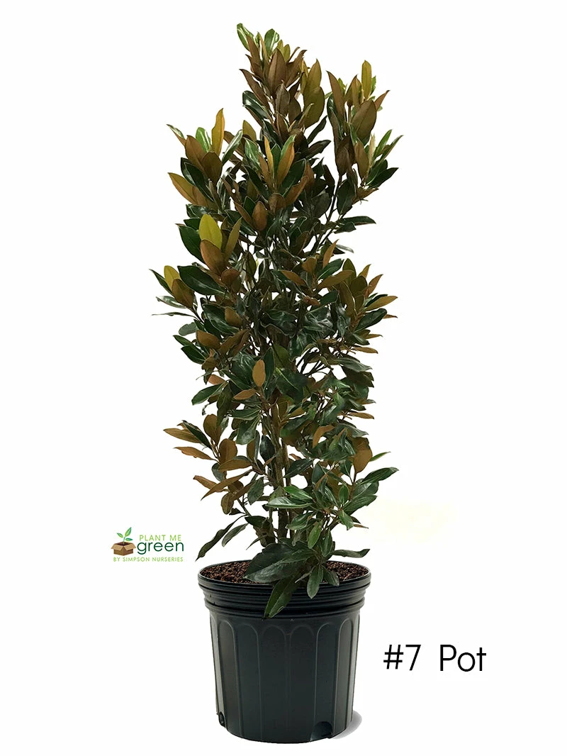 SN Magnolia - Little Gem (Southern)