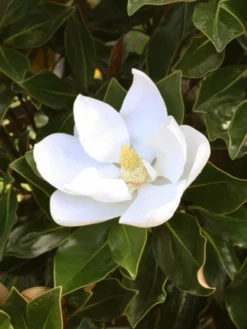 SN Magnolia - Little Gem (Southern)