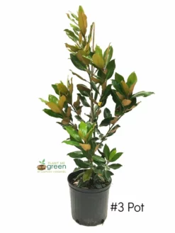 SN Magnolia - Little Gem (Southern)