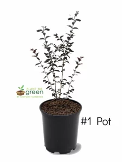 Plant Me Green Crape Myrtle - First Editions® Lunar Magic®