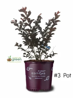 Plant Me Green Crape Myrtle - First Editions® Lunar Magic®