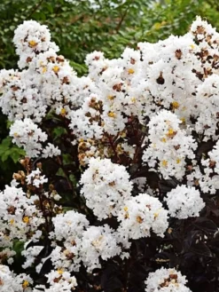 Plant Me Green Crape Myrtle - First EditionsĀ® Lunar MagicĀ®