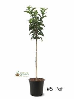 SN Apple Trees - McIntosh FRUIT COLLECTION