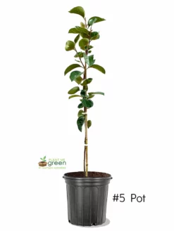 SN FRUIT COLLECTION Persimmon Trees - Maekawa Jiro (Non-Astringent)