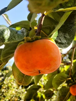 SN FRUIT COLLECTION Persimmon Trees - Maekawa Jiro (Non-Astringent)