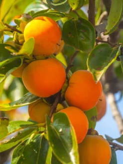 SN FRUIT COLLECTION Persimmon Trees - Maekawa Jiro (Non-Astringent)