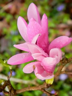 SN Magnolia - Jane (Japanese)