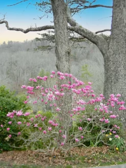 SN Magnolia - Jane (Japanese)