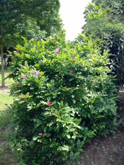 SN Magnolia - Jane (Japanese)