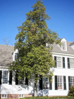 Plant Me Green Magnolia - Sweetbay