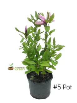 SN FLOWERING COLLECTION Magnolia - Alexandrina (Japanese)