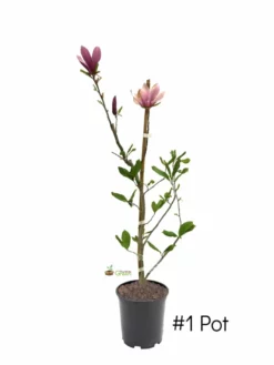 SN FLOWERING COLLECTION Magnolia - Alexandrina (Japanese)