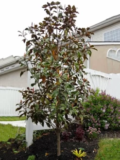 SN Magnolia - Bracken Brown Beauty (Southern)