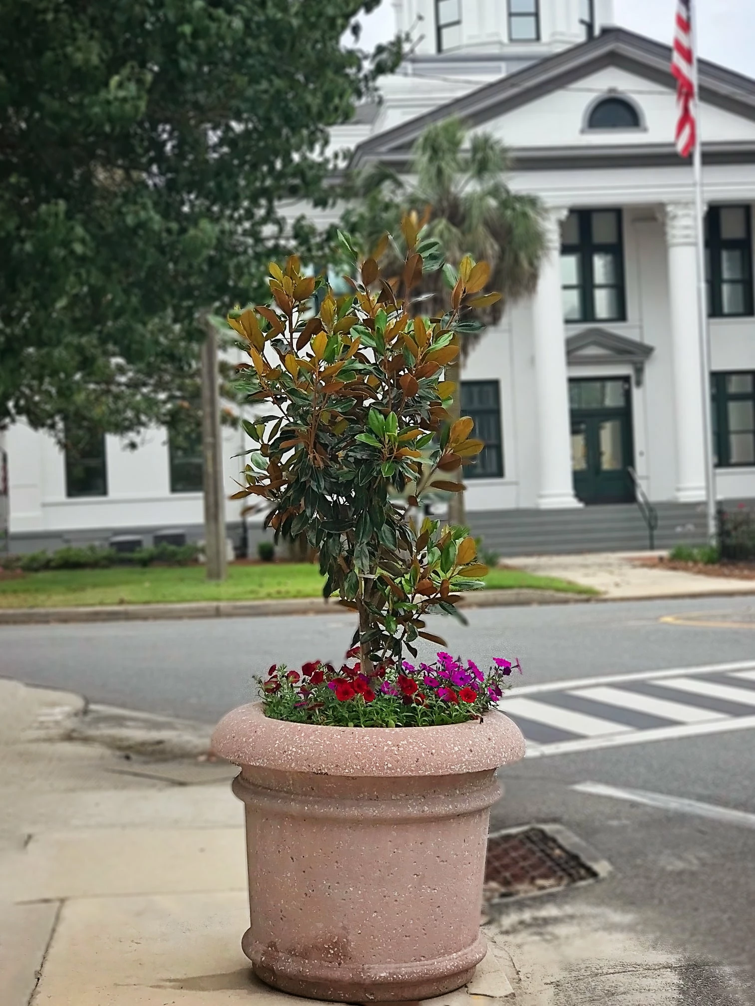 SN Magnolia - Little Gem (Southern)