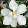SN Magnolia - Little Gem (Southern)