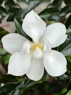 SN Magnolia - Little Gem (Southern)