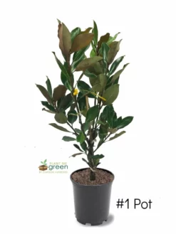 SN Magnolia - Little Gem (Southern)