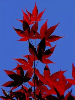 SN SHADE COLLECTION Maple - Japanese Red