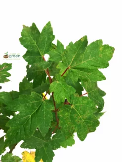 SN SHADE COLLECTION Maple - Red