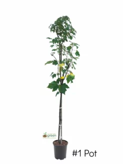 SN SHADE COLLECTION Maple - Red