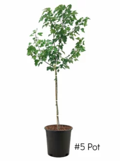 SN Maple - Sunset Red SHADE COLLECTION