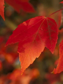 SN Maple - Sunset Red SHADE COLLECTION