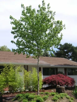 SN Maple - Sunset Red SHADE COLLECTION