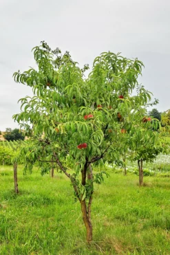 SN FRUIT COLLECTION Peach Trees - Redskin