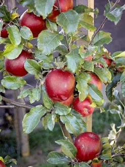SN FRUIT COLLECTION Apple Trees - Melrose (Red)