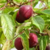 SN Plum Trees - Methley