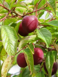 SN Plum Trees - Methley