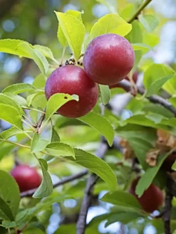SN Plum Trees - Methley