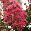 SN Crape Myrtle - Miami