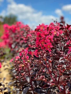 SN Crape Myrtle - First Editions® Midnight Magic™ FLOWERING COLLECTION