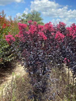 SN Crape Myrtle - First Editions® Midnight Magic™ FLOWERING COLLECTION