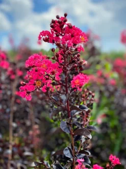 SN Crape Myrtle - First Editions® Midnight Magic™ FLOWERING COLLECTION