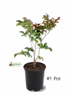 SN Crape Myrtle - Southern Living™ Miss Frances