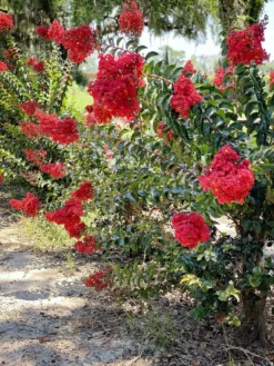 SN Crape Myrtle - Southern Living™ Miss Frances
