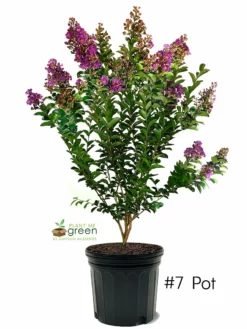 SN Crape Myrtle - Southern Living™ Miss Sandra