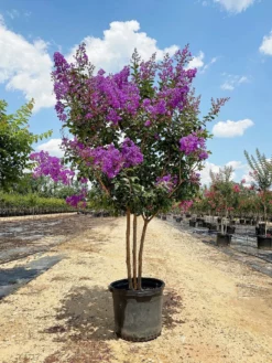 SN Crape Myrtle - Southern Living™ Miss Sandra