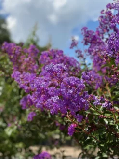 SN Crape Myrtle - Southern Living™ Miss Sandra