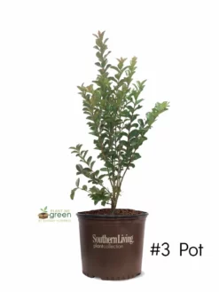 SN Crape Myrtle - Southern Living™ Miss Sandra
