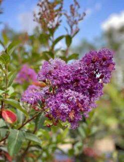 SN Crape Myrtle - Southern Living™ Miss Sandra