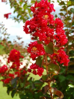 SN Crape Myrtle - Southern Living™ Miss Frances